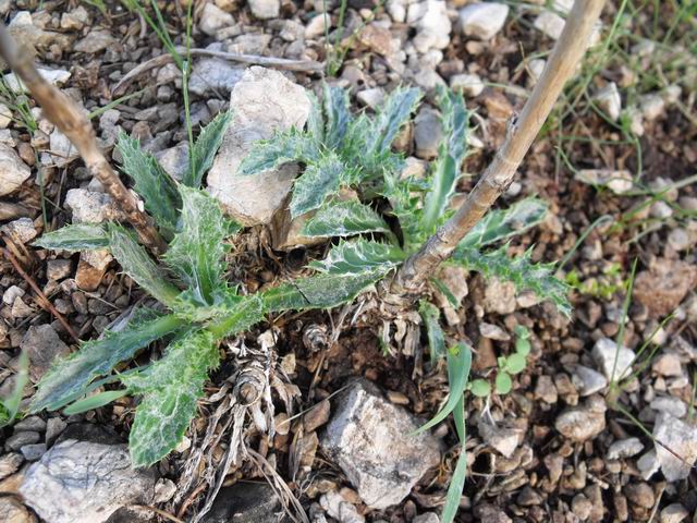 Carlina corymbosa